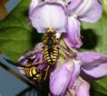 Anthidium florentinum